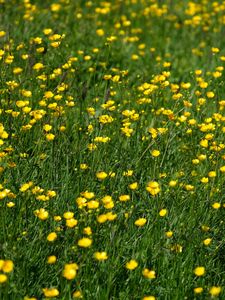 Preview wallpaper wild flowers, flowers, field