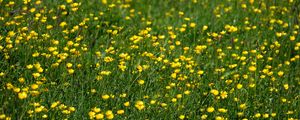 Preview wallpaper wild flowers, flowers, field