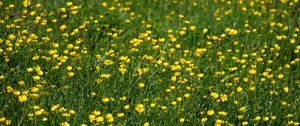 Preview wallpaper wild flowers, flowers, field