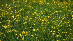 Preview wallpaper wild flowers, flowers, field