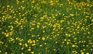 Preview wallpaper wild flowers, flowers, field