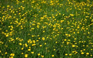 Preview wallpaper wild flowers, flowers, field