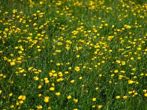 Preview wallpaper wild flowers, flowers, field