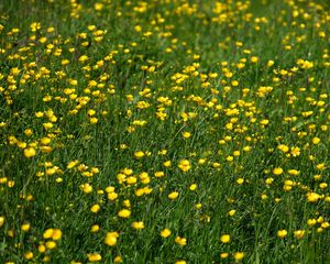 Preview wallpaper wild flowers, flowers, field