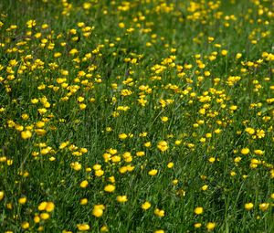 Preview wallpaper wild flowers, flowers, field