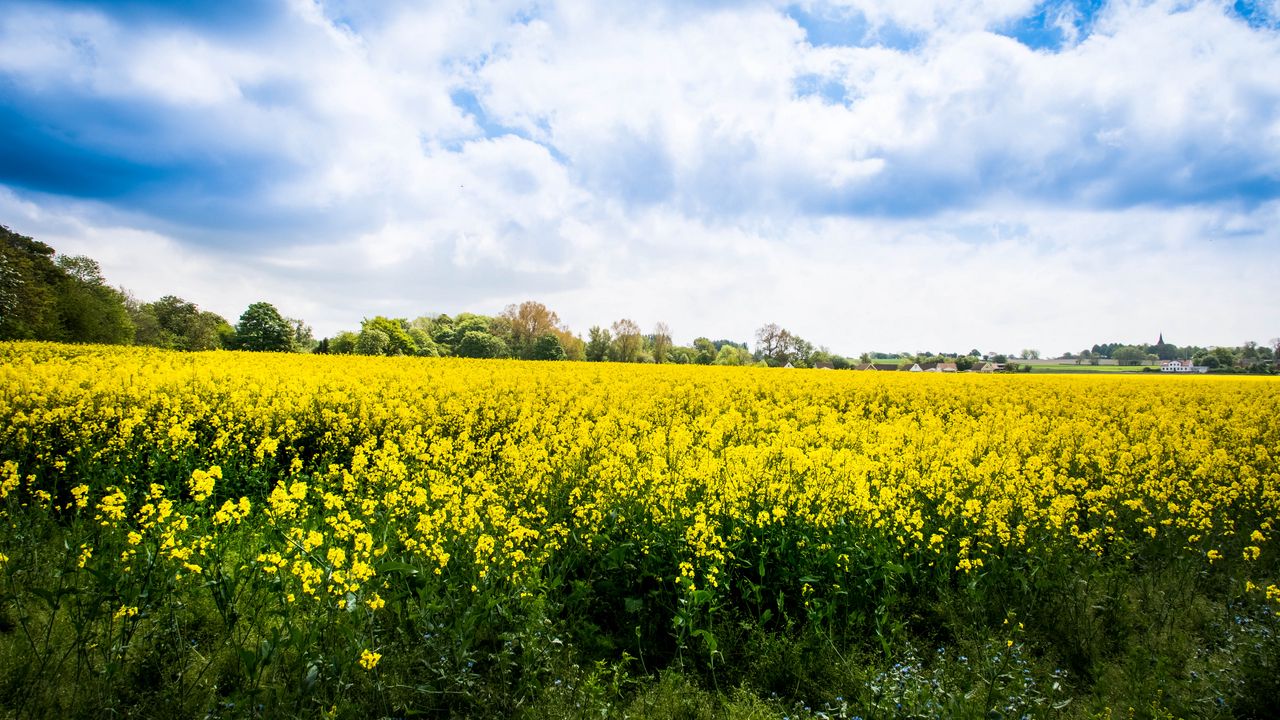 Wallpaper wild flowers, flowers, field, landscape