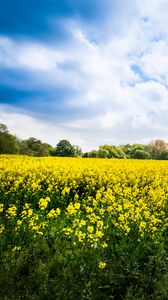 Preview wallpaper wild flowers, flowers, field, landscape