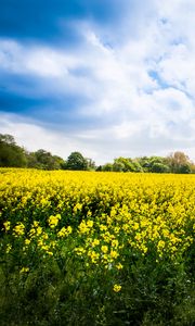 Preview wallpaper wild flowers, flowers, field, landscape