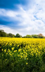 Preview wallpaper wild flowers, flowers, field, landscape