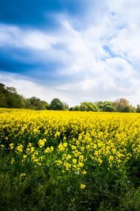 Preview wallpaper wild flowers, flowers, field, landscape