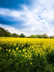 Preview wallpaper wild flowers, flowers, field, landscape