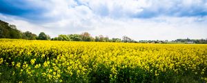 Preview wallpaper wild flowers, flowers, field, landscape