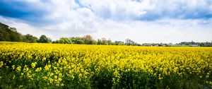 Preview wallpaper wild flowers, flowers, field, landscape