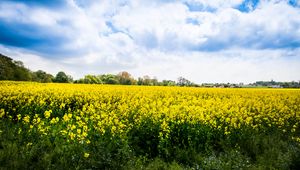 Preview wallpaper wild flowers, flowers, field, landscape