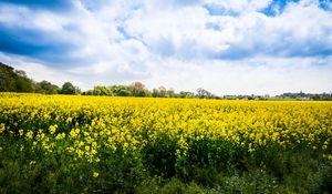 Preview wallpaper wild flowers, flowers, field, landscape