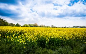 Preview wallpaper wild flowers, flowers, field, landscape