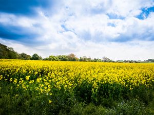 Preview wallpaper wild flowers, flowers, field, landscape