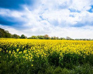 Preview wallpaper wild flowers, flowers, field, landscape