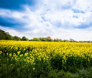 Preview wallpaper wild flowers, flowers, field, landscape