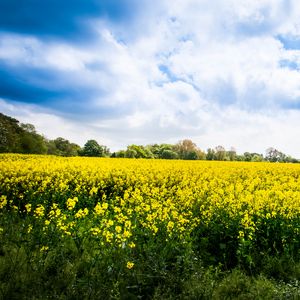 Preview wallpaper wild flowers, flowers, field, landscape