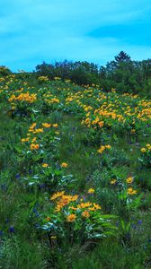 Preview wallpaper wild flowers, flowers, field, hill, nature