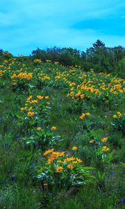 Preview wallpaper wild flowers, flowers, field, hill, nature