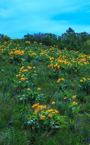 Preview wallpaper wild flowers, flowers, field, hill, nature