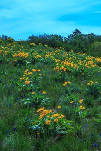 Preview wallpaper wild flowers, flowers, field, hill, nature