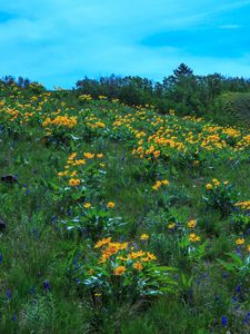 Preview wallpaper wild flowers, flowers, field, hill, nature