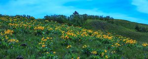 Preview wallpaper wild flowers, flowers, field, hill, nature