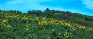 Preview wallpaper wild flowers, flowers, field, hill, nature