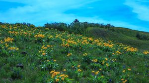 Preview wallpaper wild flowers, flowers, field, hill, nature