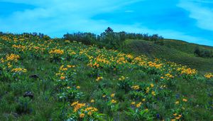 Preview wallpaper wild flowers, flowers, field, hill, nature