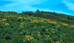 Preview wallpaper wild flowers, flowers, field, hill, nature