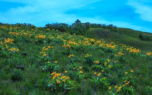 Preview wallpaper wild flowers, flowers, field, hill, nature