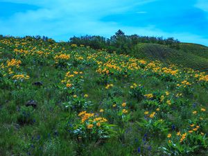 Preview wallpaper wild flowers, flowers, field, hill, nature