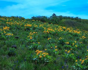 Preview wallpaper wild flowers, flowers, field, hill, nature