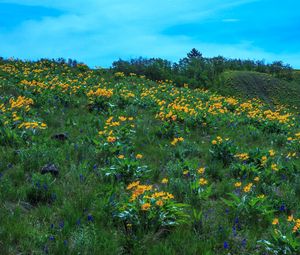 Preview wallpaper wild flowers, flowers, field, hill, nature