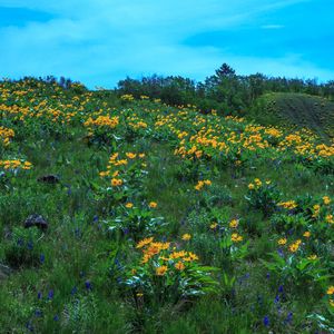 Preview wallpaper wild flowers, flowers, field, hill, nature