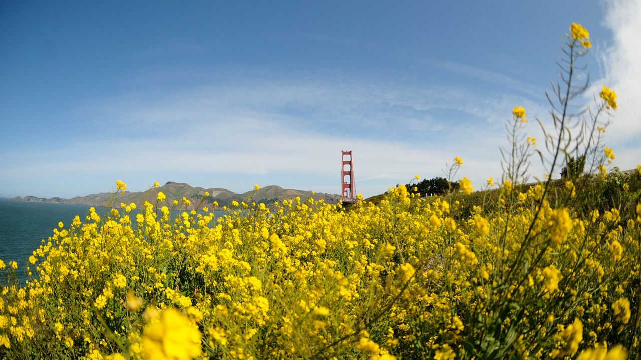 Wallpaper wild flowers, flowers, field, bridge, landscape