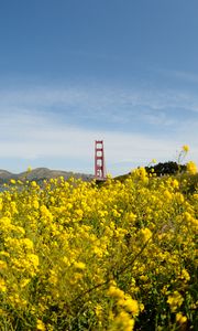 Preview wallpaper wild flowers, flowers, field, bridge, landscape