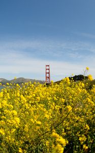 Preview wallpaper wild flowers, flowers, field, bridge, landscape