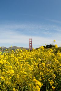 Preview wallpaper wild flowers, flowers, field, bridge, landscape