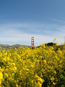 Preview wallpaper wild flowers, flowers, field, bridge, landscape