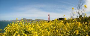 Preview wallpaper wild flowers, flowers, field, bridge, landscape