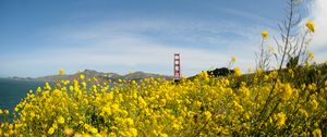 Preview wallpaper wild flowers, flowers, field, bridge, landscape