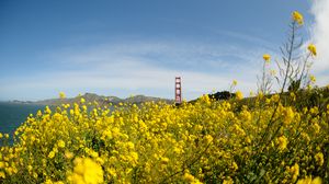 Preview wallpaper wild flowers, flowers, field, bridge, landscape