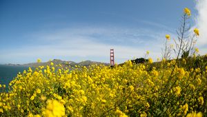 Preview wallpaper wild flowers, flowers, field, bridge, landscape