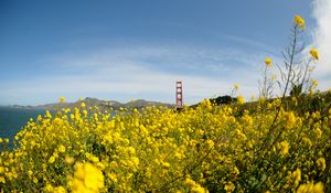 Preview wallpaper wild flowers, flowers, field, bridge, landscape