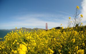 Preview wallpaper wild flowers, flowers, field, bridge, landscape